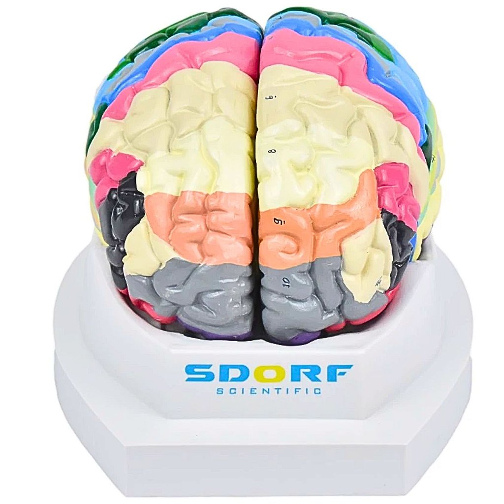 CÉREBRO NEURO-ANATÔMICO COLORIDO EM 2 PARTES - SD5040/C