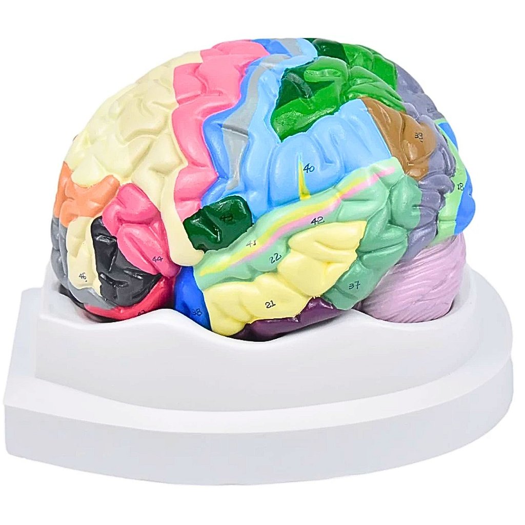 CÉREBRO NEURO-ANATÔMICO COLORIDO EM 2 PARTES - SD5040/C