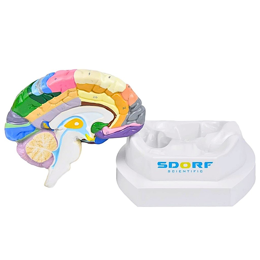 CÉREBRO NEURO-ANATÔMICO COLORIDO EM 2 PARTES - SD5040/C