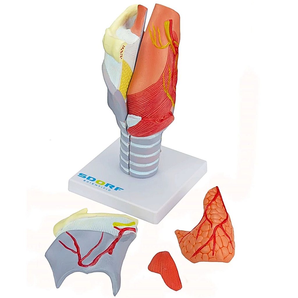LARINGE HUMANA AMPLIADA C/ CARTILAGEM EM 5 PARTES - SD5041/C