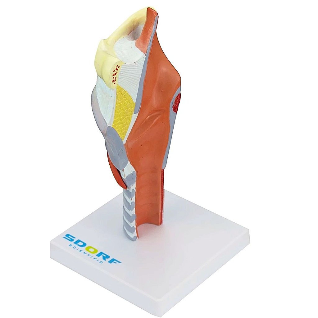LARINGE HUMANA AMPLIADA C/ CARTILAGEM EM 5 PARTES - SD5041/C