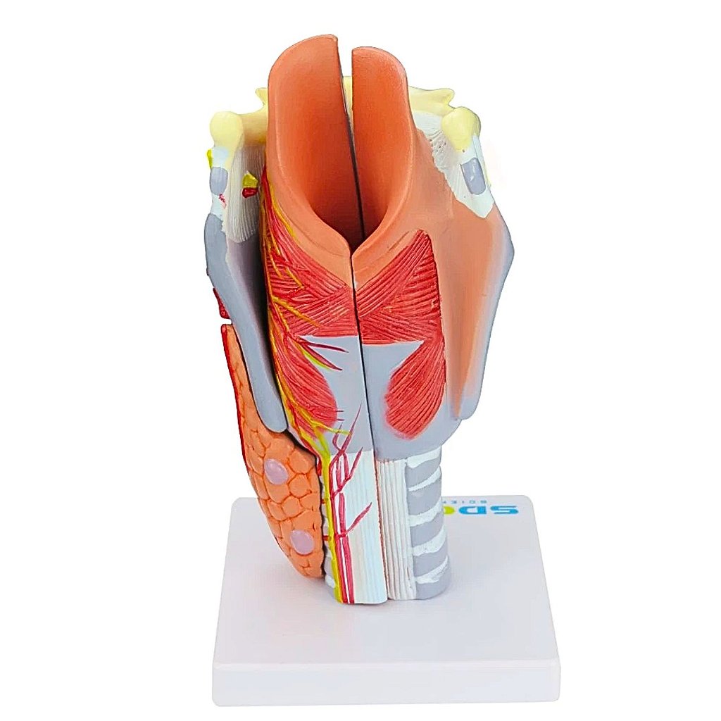 LARINGE HUMANA AMPLIADA C/ CARTILAGEM EM 5 PARTES - SD5041/C
