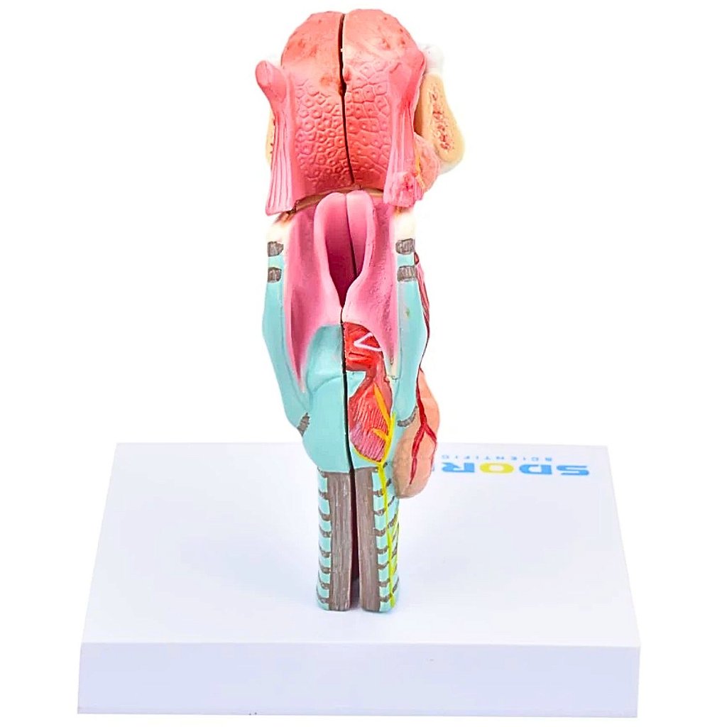 LARINGE HUMANA C/ LÍNGUA E MANDÍBULA EM 5 PARTES - SD5041/D