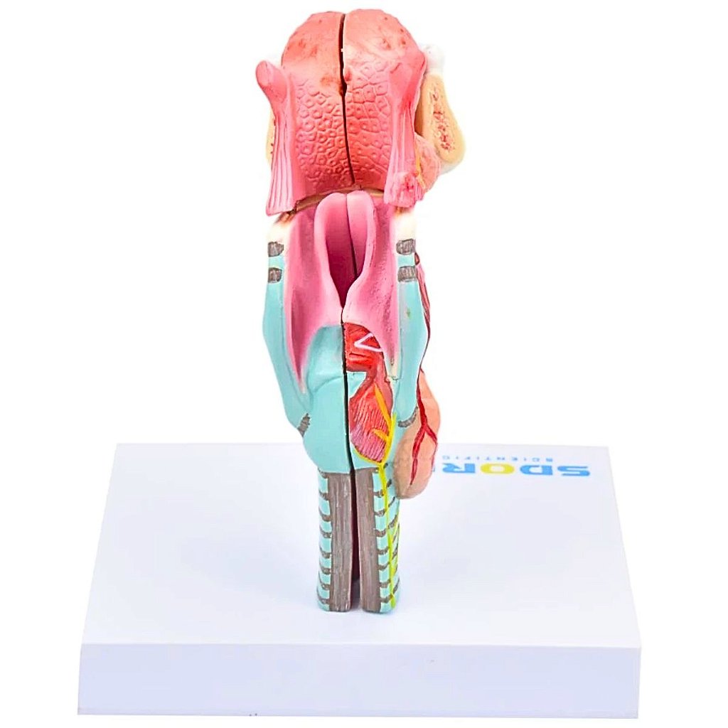 LARINGE HUMANA C/ LÍNGUA E MANDÍBULA EM 5 PARTES - SD5041/D