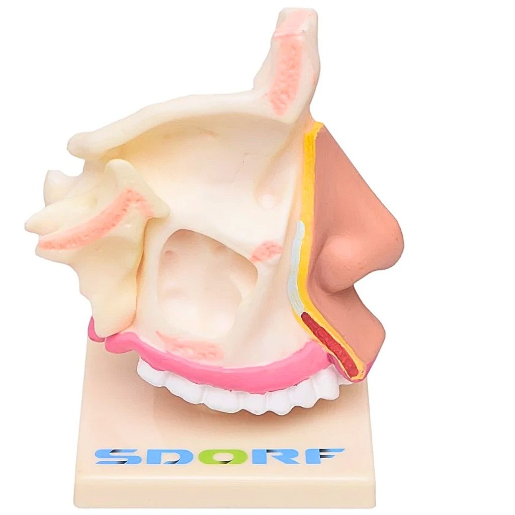 CAVIDADE NASAL - SD5042 - SDORF