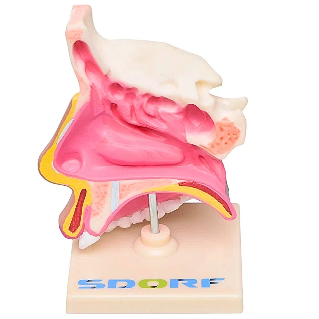 CAVIDADE NASAL - SD5042 - SDORF