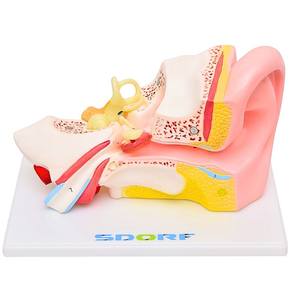 OUVIDO AMPLIADO EM 5 PARTES - SD5045 - SDORF