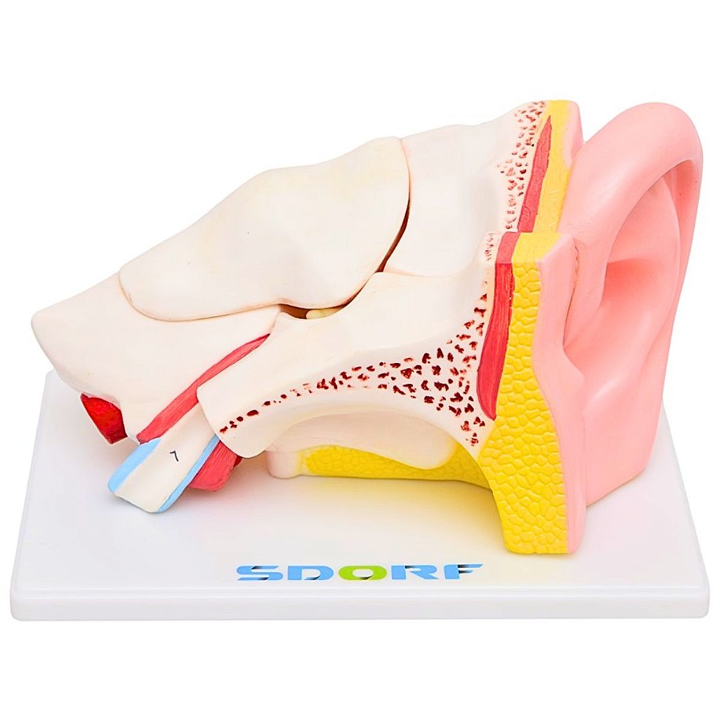 OUVIDO AMPLIADO EM 5 PARTES - SD5045 - SDORF