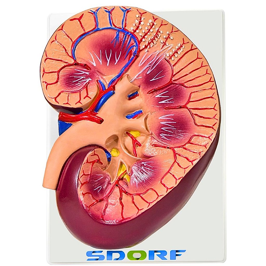 RIM, NEFRÓNS E GLOMÉRULOS EM PRANCHA - SD-5051/B - SDORF