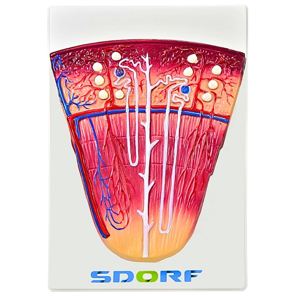 RIM, NEFRÓNS E GLOMÉRULOS EM PRANCHA - SD-5051/B - SDORF