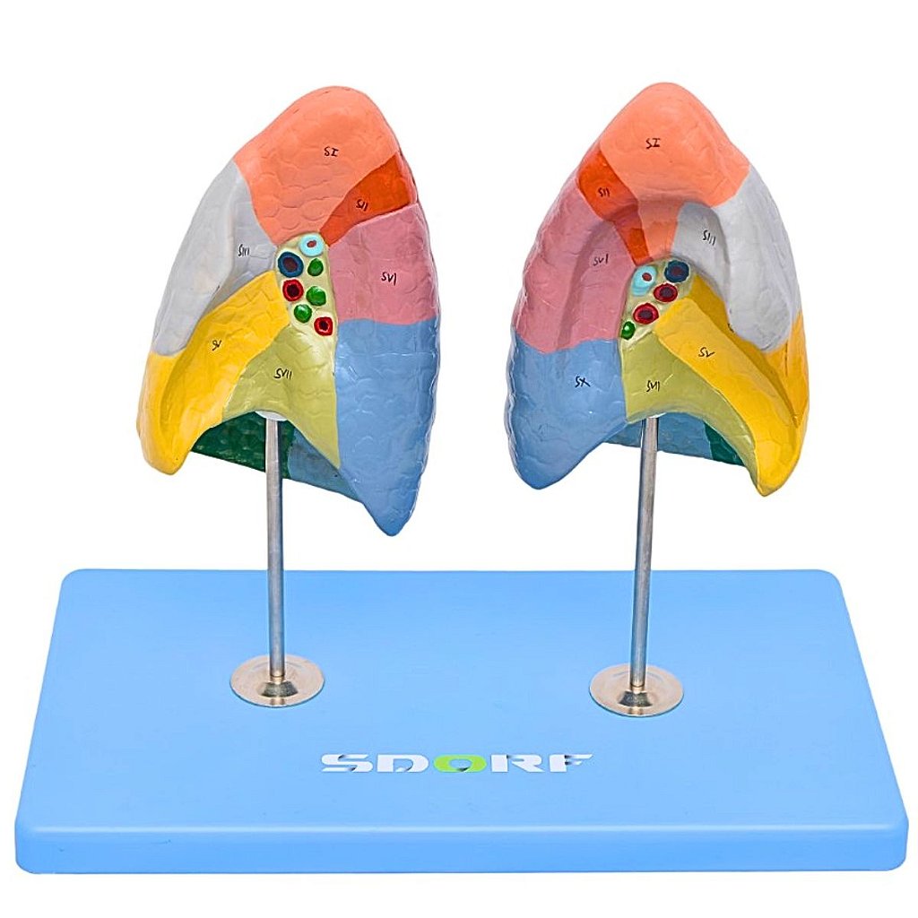PULMÃO SEGMENTADO EM CORES - SD5055/C - SDORF