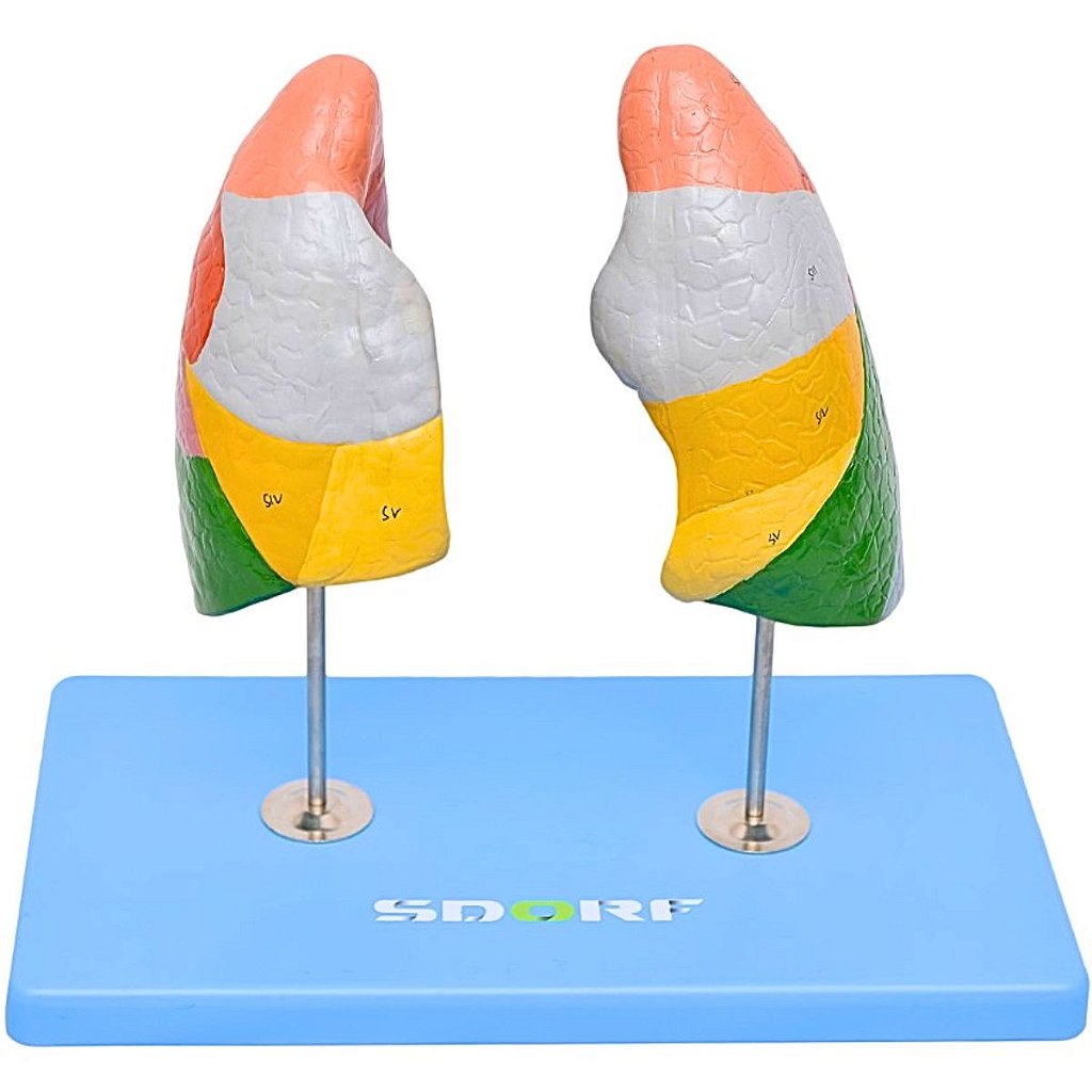 PULMÃO SEGMENTADO EM CORES - SD5055/C - SDORF