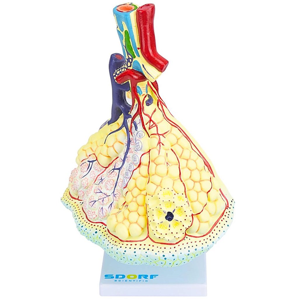 ALVÉOLO PULMONAR - SD5055/F - SDORF