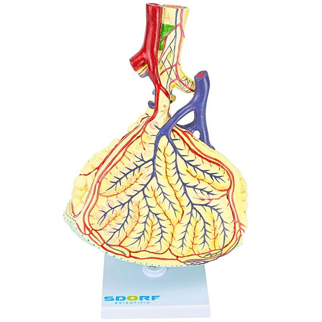ALVÉOLO PULMONAR - SD5055/F - SDORF