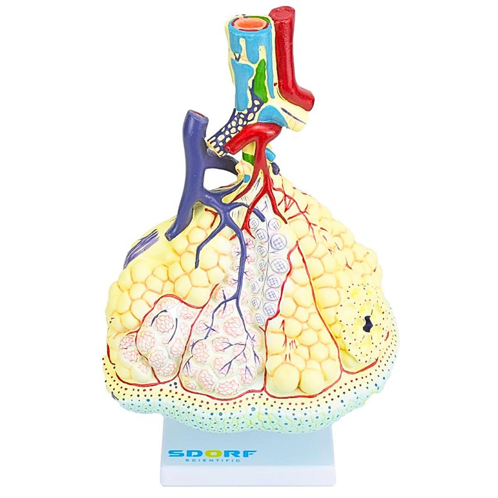 ALVÉOLO PULMONAR - SD5055/F - SDORF