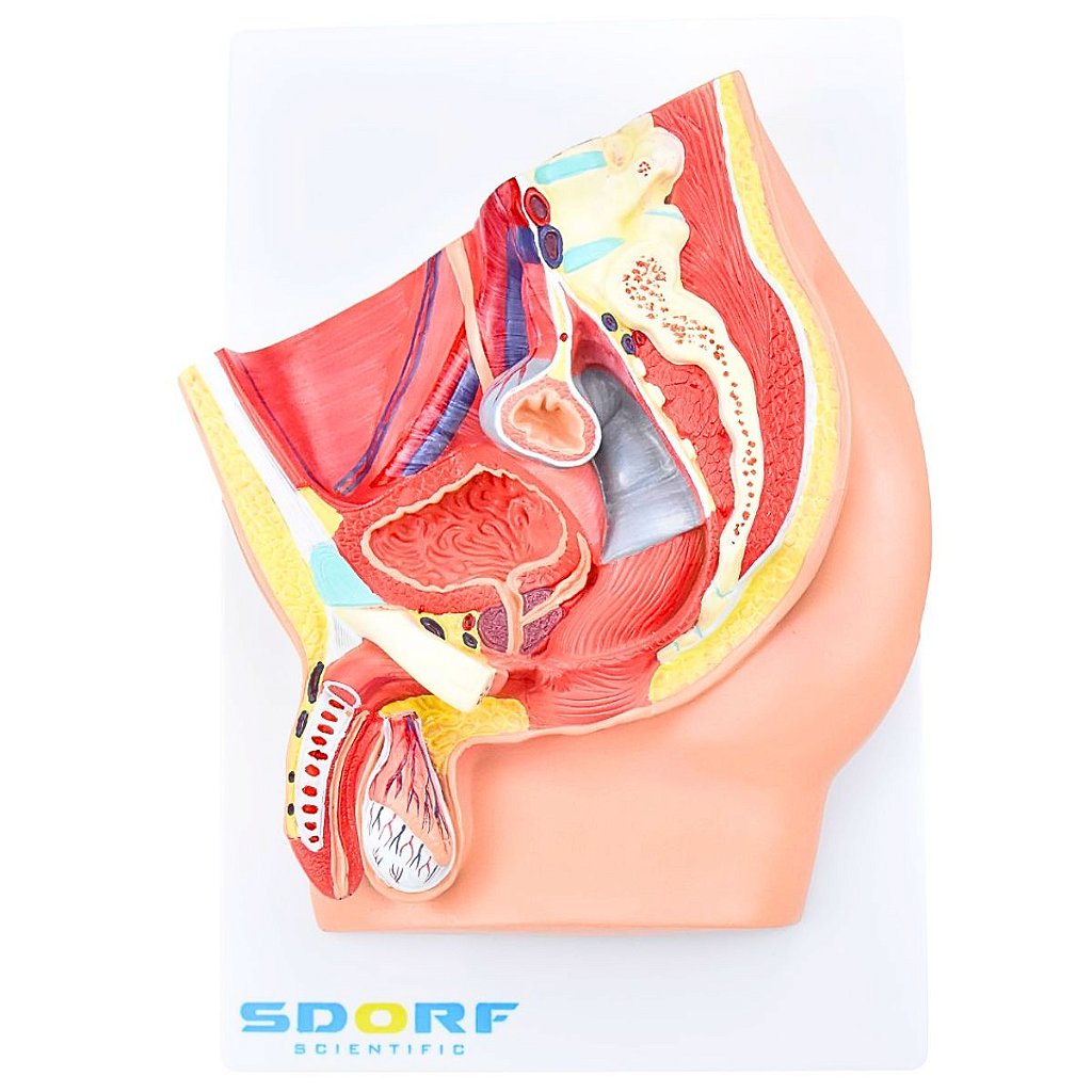 PELVE MASCULINA C/ SECÇÃO EM 5 PARTES - SD5056/B - SDORF