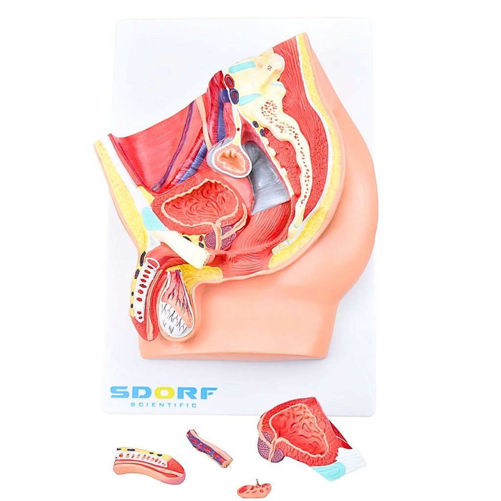PELVE MASCULINA C/ SECÇÃO EM 5 PARTES - SD5056/B - SDORF