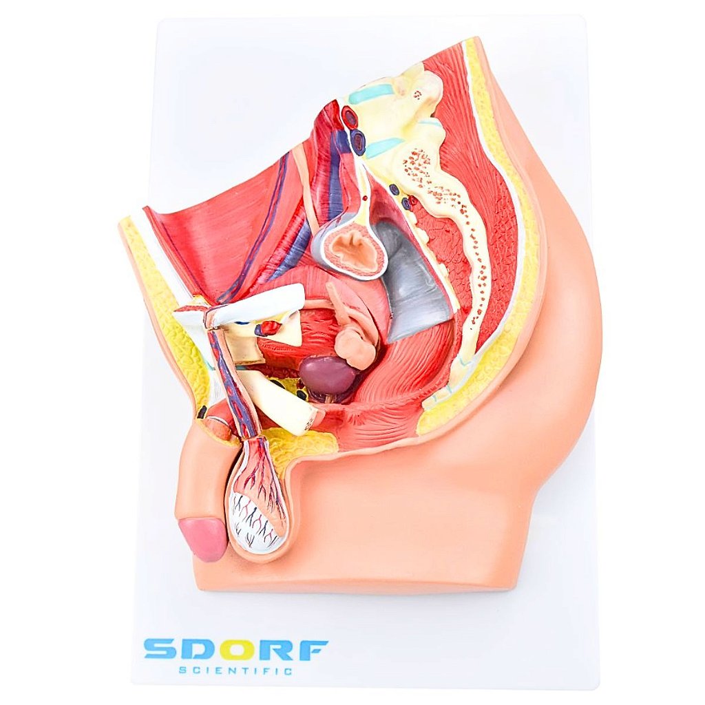 PELVE MASCULINA C/ SECÇÃO EM 5 PARTES - SD5056/B - SDORF