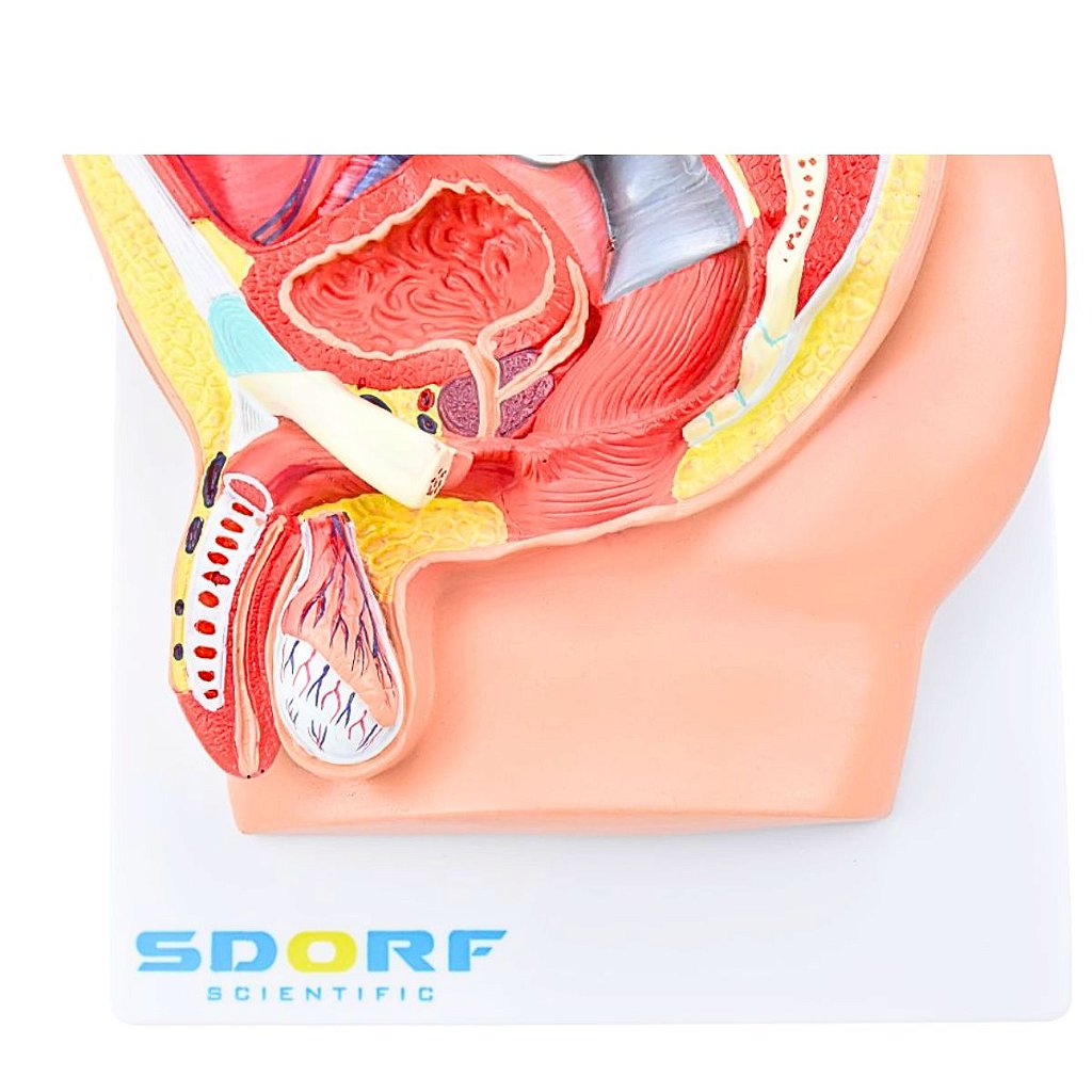 PELVE MASCULINA C/ SECÇÃO EM 5 PARTES - SD5056/B - SDORF