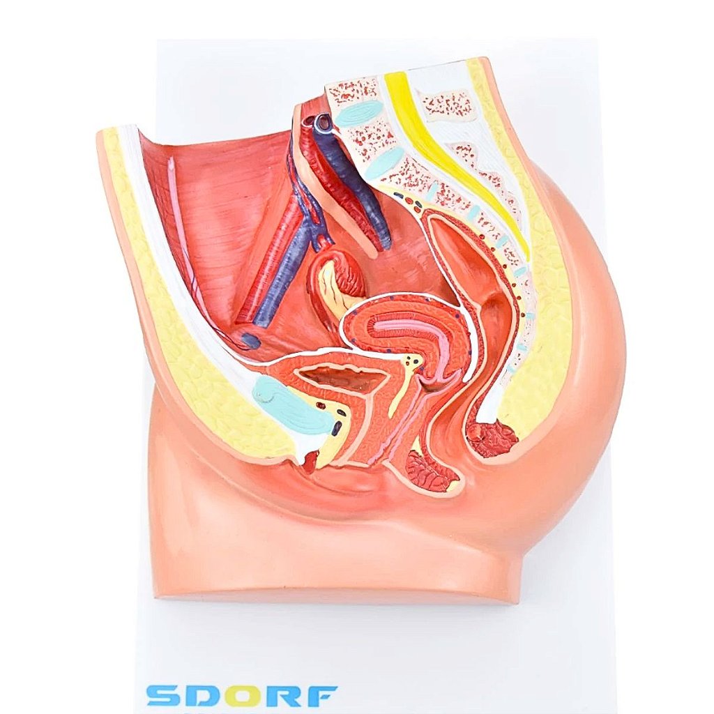 PELVE FEMININA C/ SECÇÃO EM 2 PARTES - SD5057/B - SDORF