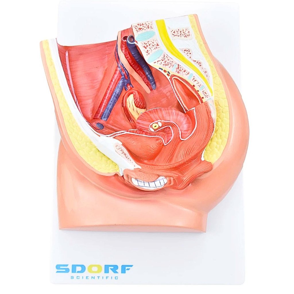 PELVE FEMININA C/ SECÇÃO EM 2 PARTES - SD5057/B - SDORF