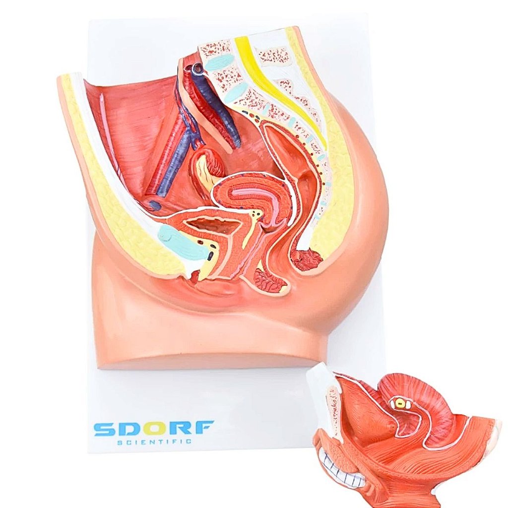 PELVE FEMININA C/ SECÇÃO EM 2 PARTES - SD5057/B - SDORF