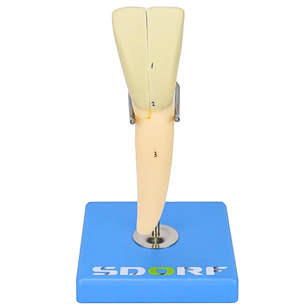 DENTE INCISIVO INFERIOR EM 2 PARTES, 8X O TAMANHO REAL APROX