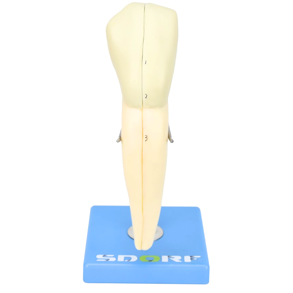 DENTE CANINO INFERIOR EM 2 PARTES, 8X O TAMANHO REAL APROX.