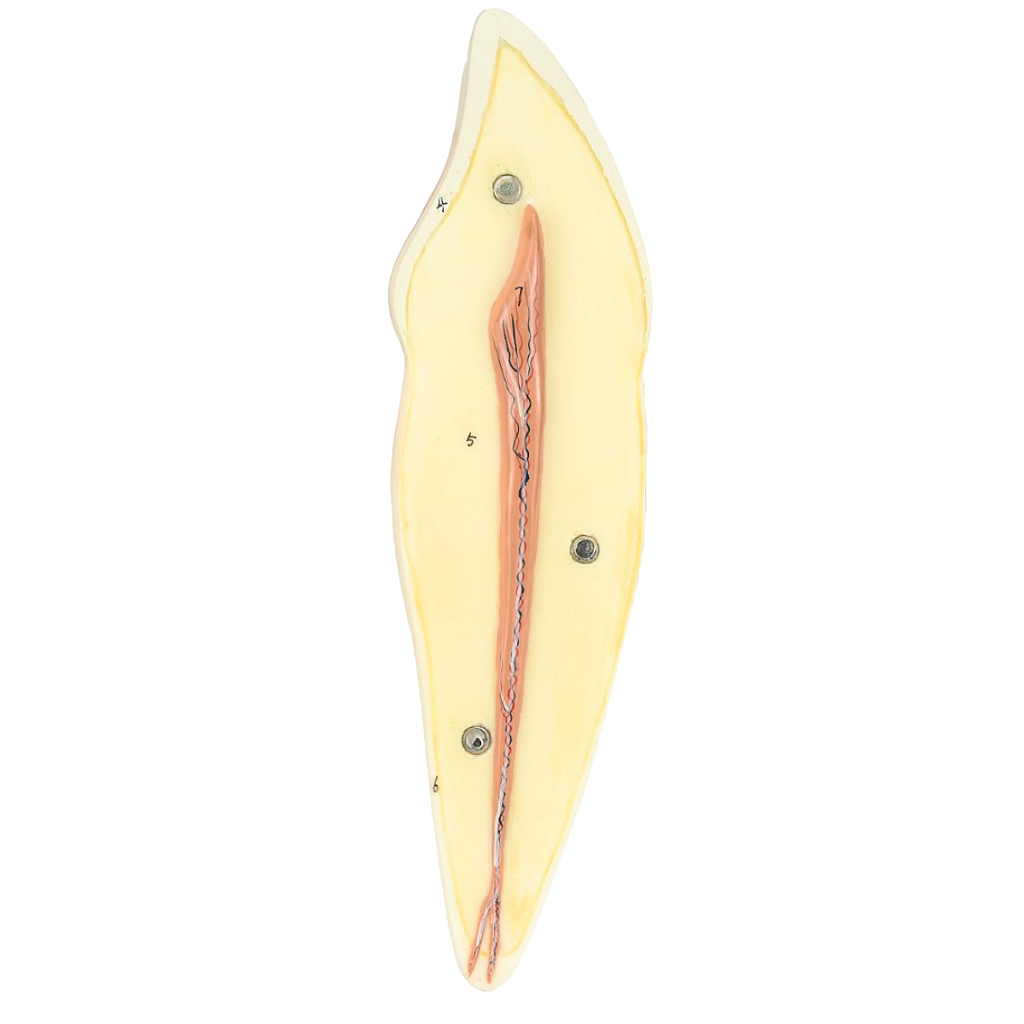 DENTE CANINO INFERIOR EM 2 PARTES, 8X O TAMANHO REAL APROX.