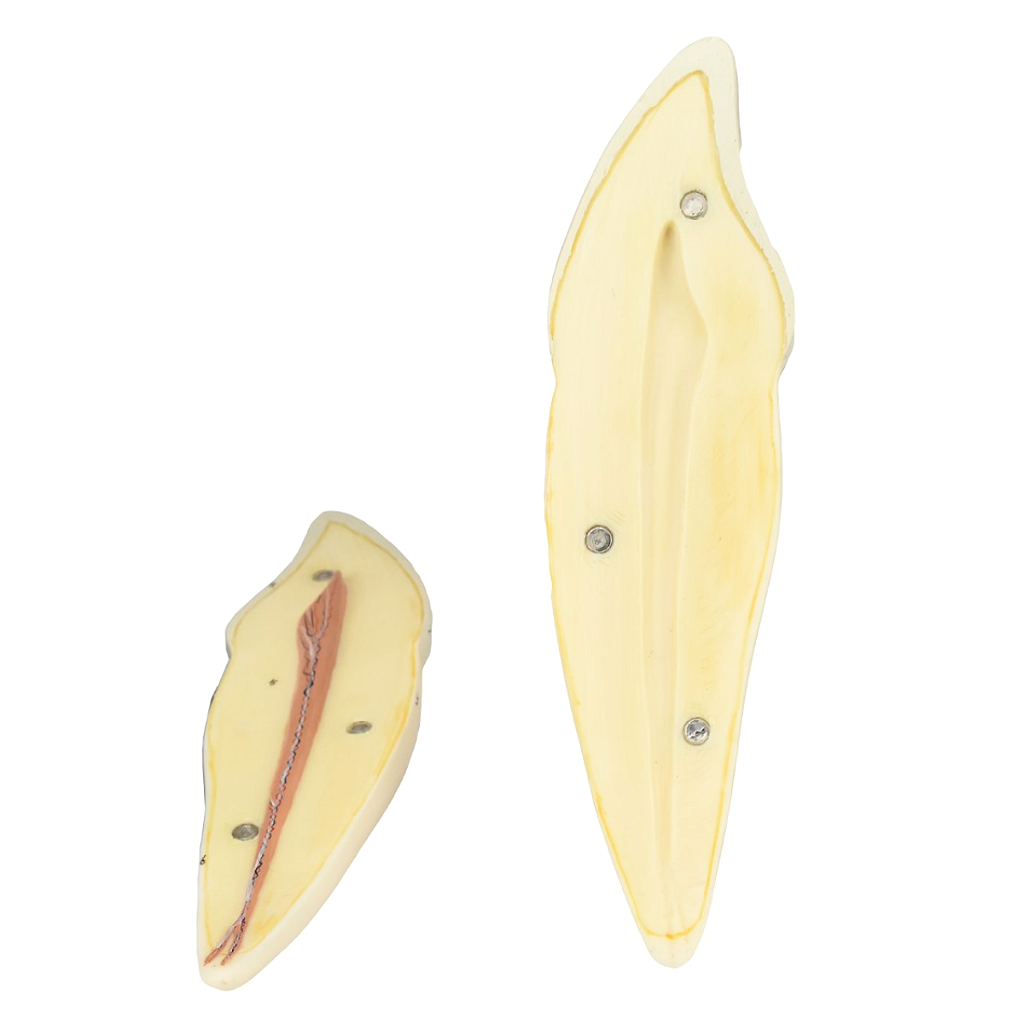 DENTE CANINO INFERIOR EM 2 PARTES, 8X O TAMANHO REAL APROX.