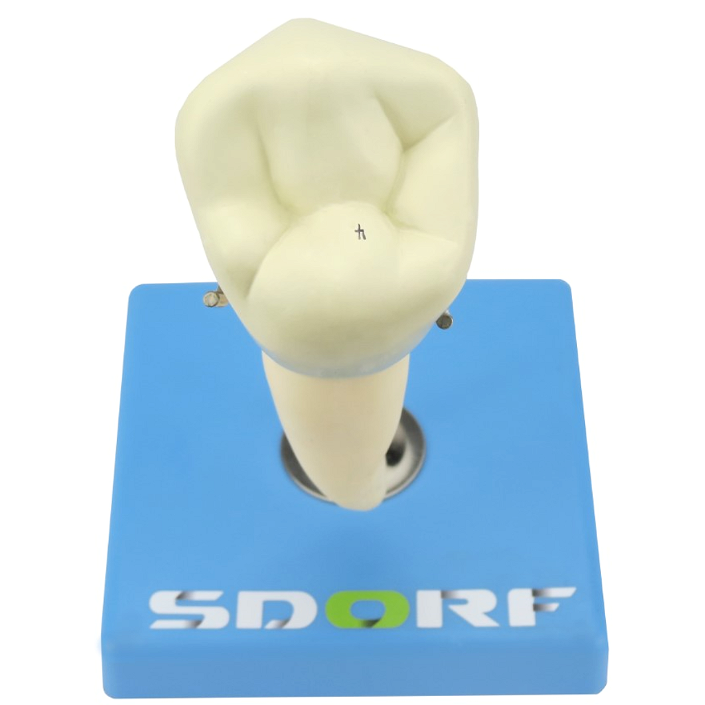 DENTE PRÉ-MOLAR INFERIOR C/ RAIZ ÚNICA, 8X O TAMANHO REAL