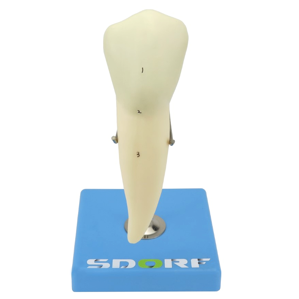 DENTE PRÉ-MOLAR INFERIOR C/ RAIZ ÚNICA, 8X O TAMANHO REAL