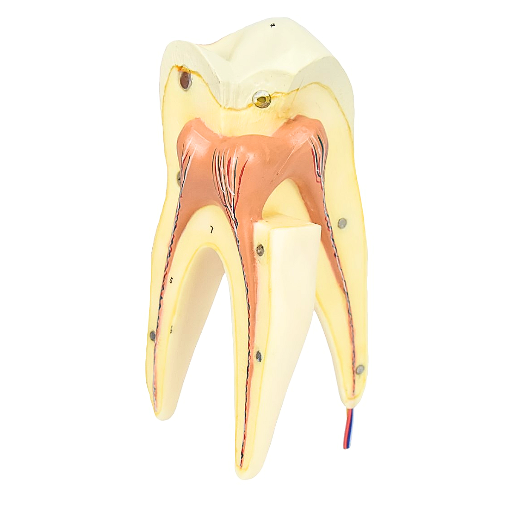DENTE MOLAR SUPERIOR C/ RAIZ TRIPLA EM 3 PARTES, 8X O TAM. REAL