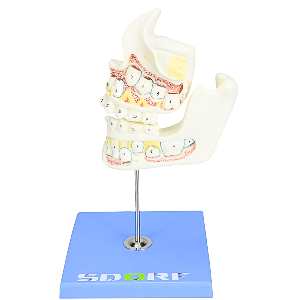 DESENVOLVIMENTO DA DENTIÇÃO EM 4 ETAPAS - SD5059/G - SDORF