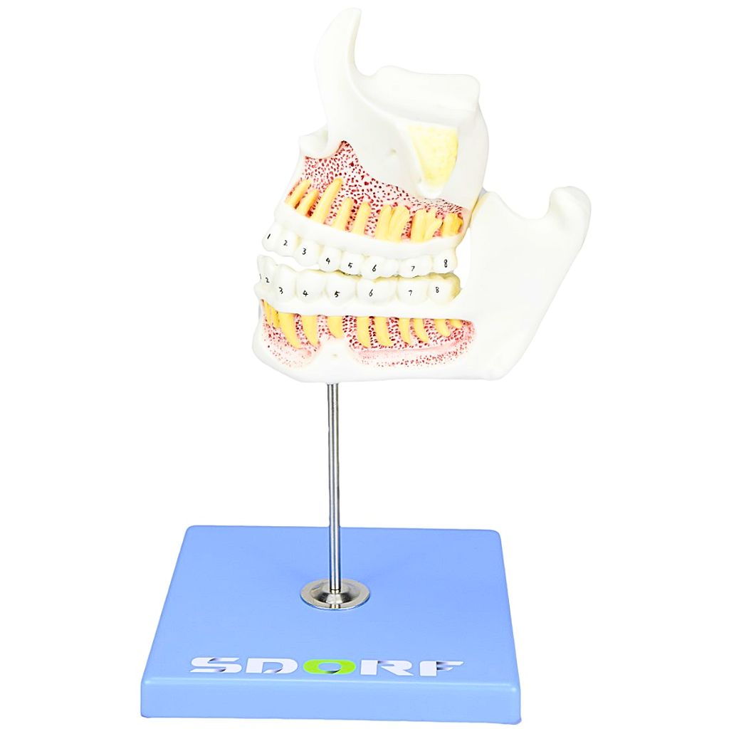 DESENVOLVIMENTO DA DENTIÇÃO EM 4 ETAPAS - SD5059/G - SDORF