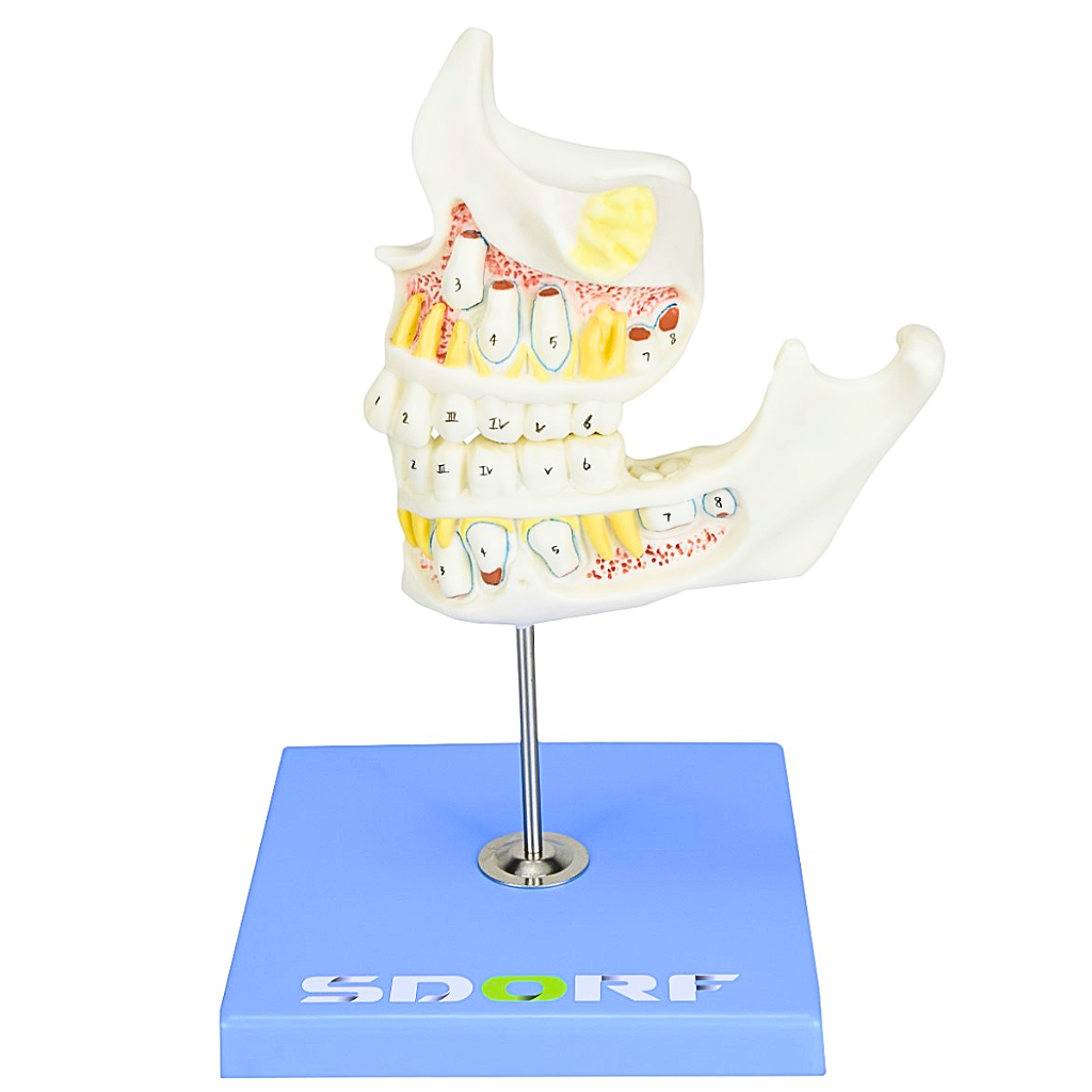DESENVOLVIMENTO DA DENTIÇÃO EM 4 ETAPAS - SD5059/G - SDORF