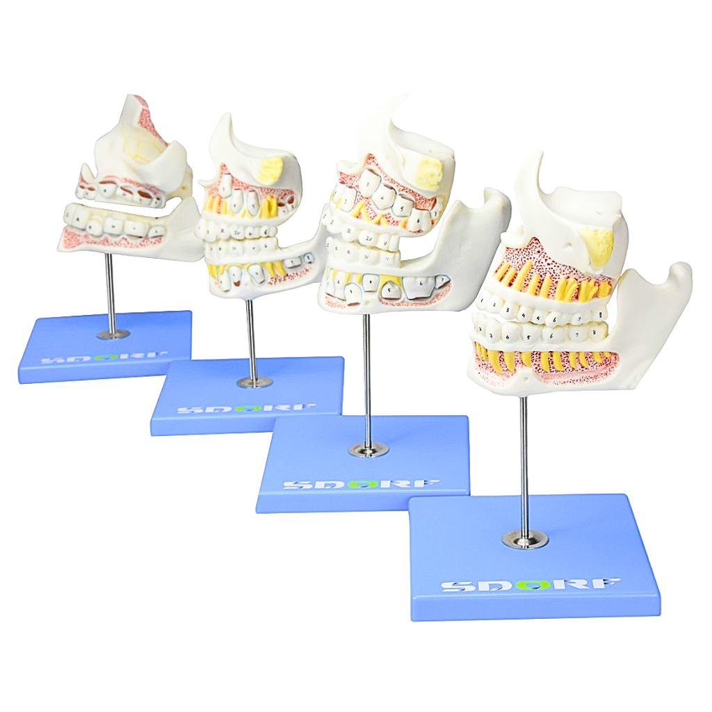 DESENVOLVIMENTO DA DENTIÇÃO EM 4 ETAPAS - SD5059/G - SDORF