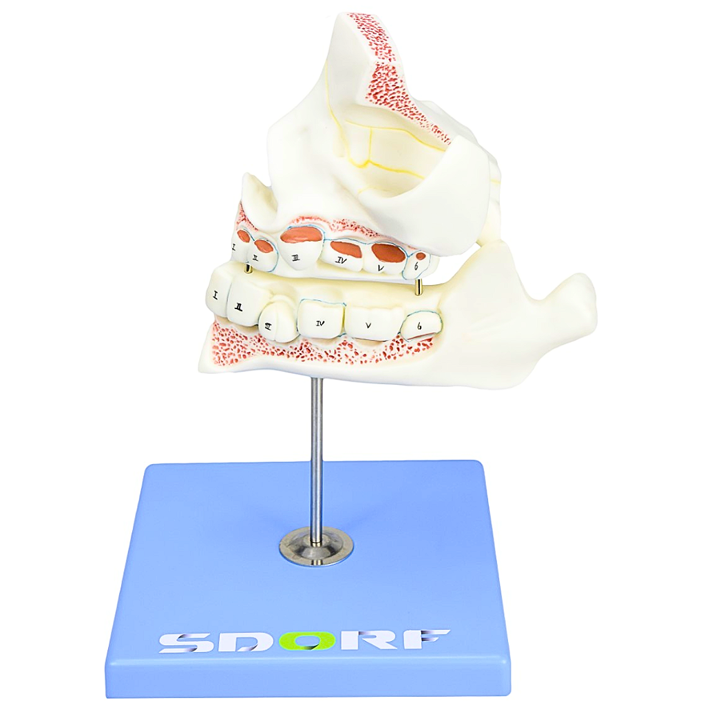 DESENVOLVIMENTO DA DENTIÇÃO EM 4 ETAPAS - SD5059/G - SDORF