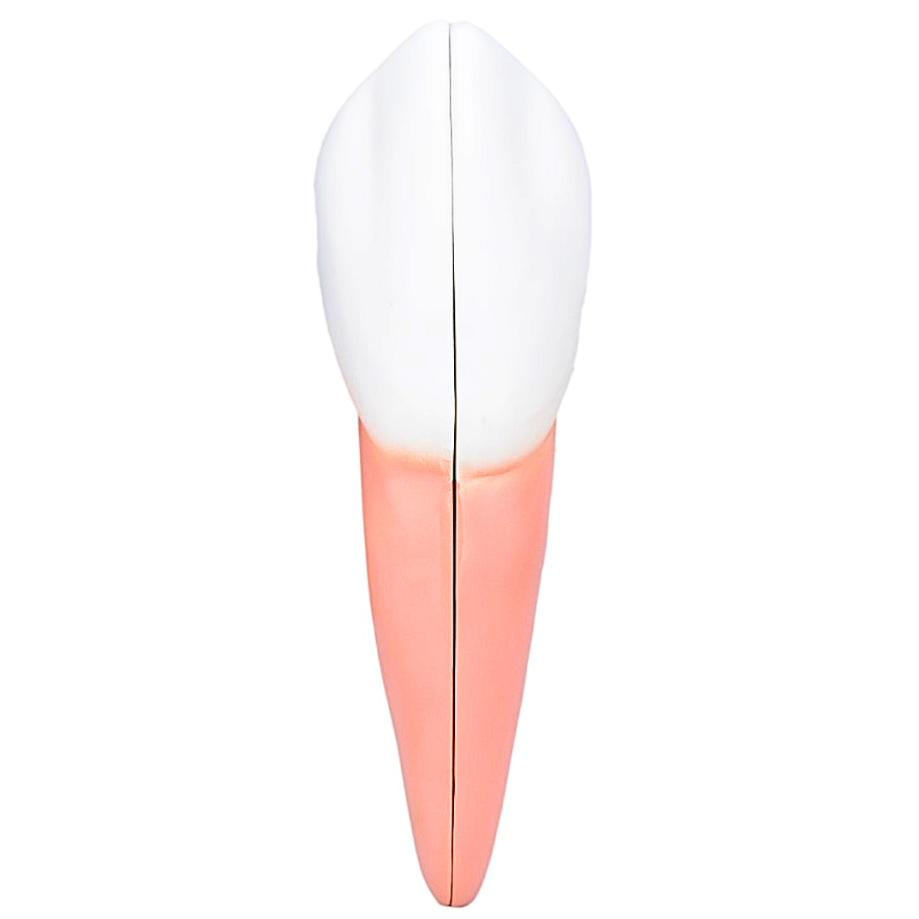 DENTES EM 6 PARTES (INCISIVO, CANINO E MOLAR) - SD5059/H