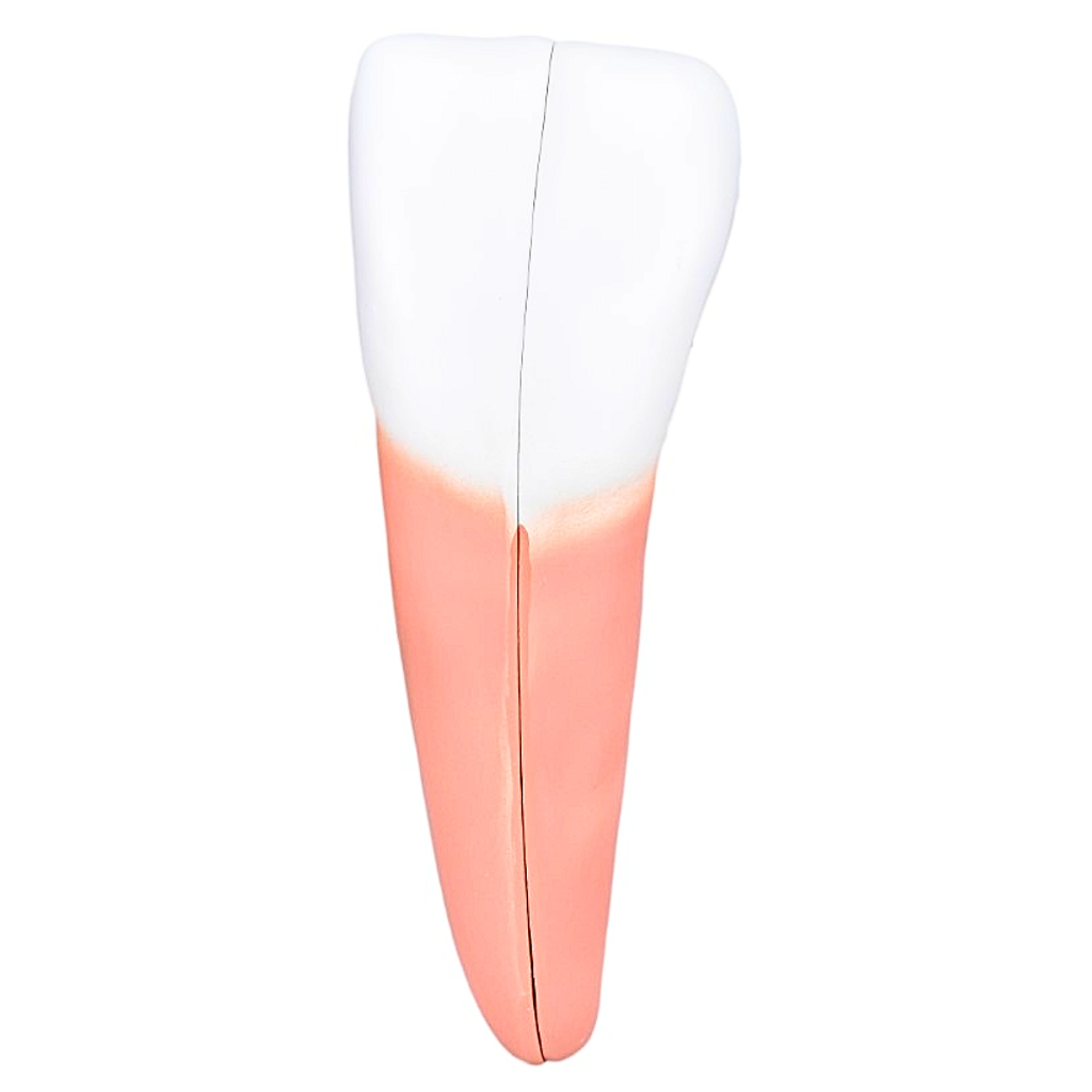 DENTES EM 6 PARTES (INCISIVO, CANINO E MOLAR) - SD5059/H