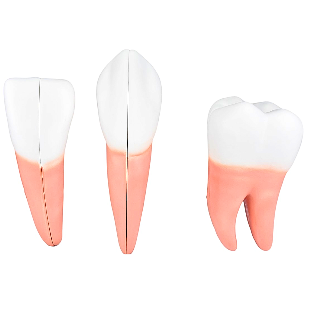 DENTES EM 6 PARTES (INCISIVO, CANINO E MOLAR) - SD5059/H