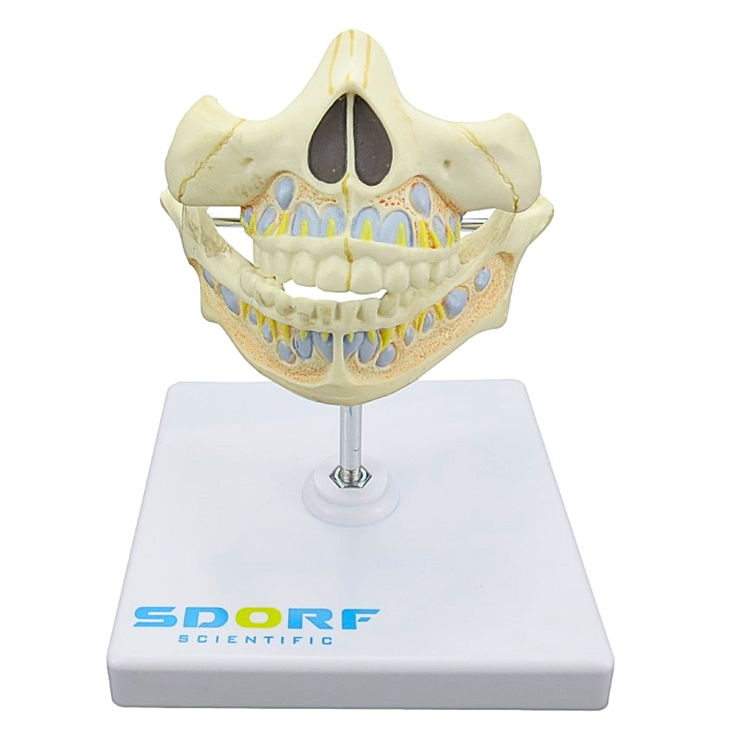DENTIÇÃO DE LEITE - SD5059/I - SDORF