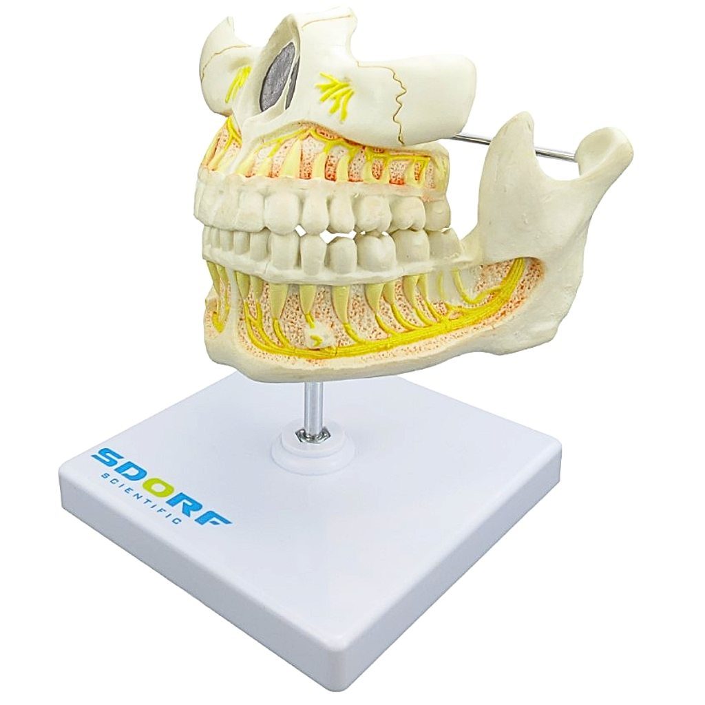 DENTIÇÃO ADULTA - SD5059/J - SDORF