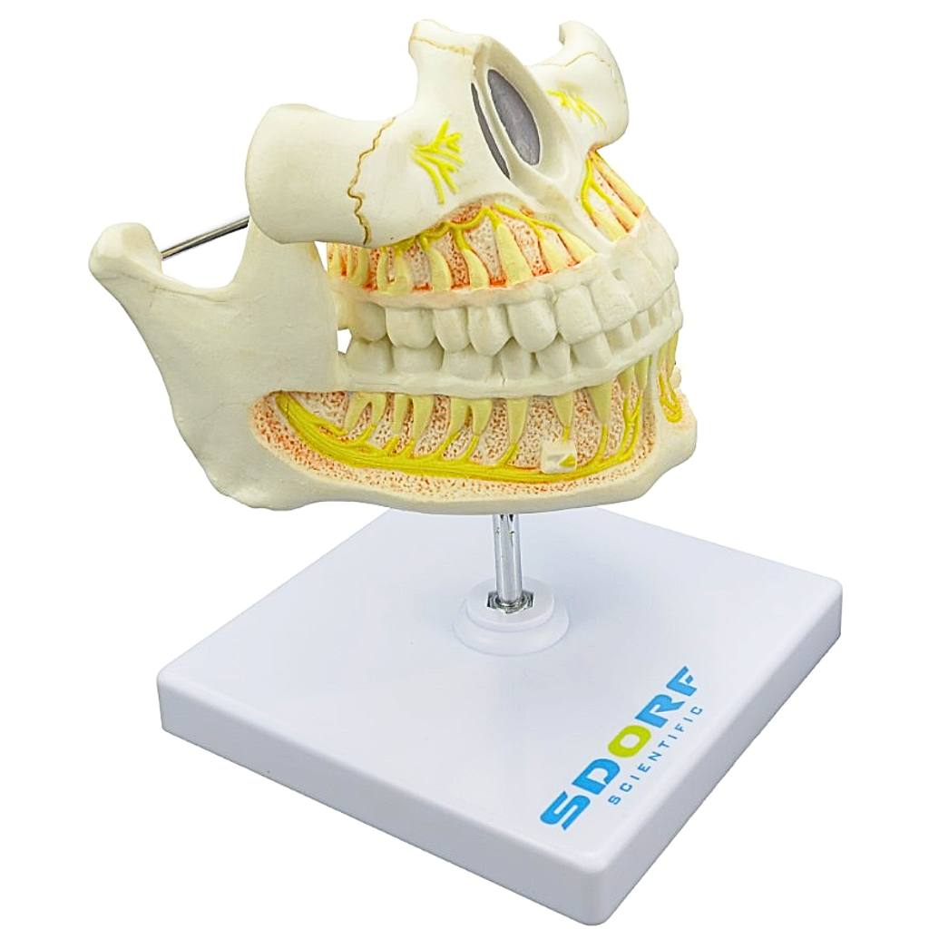 DENTIÇÃO ADULTA - SD5059/J - SDORF