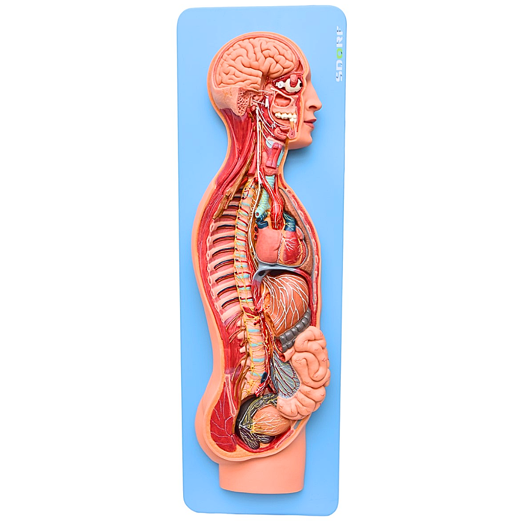 SISTEMA NERVOSO SIMPÁTICO E PARASSIMPÁTICO - SD5060/B - SDORD