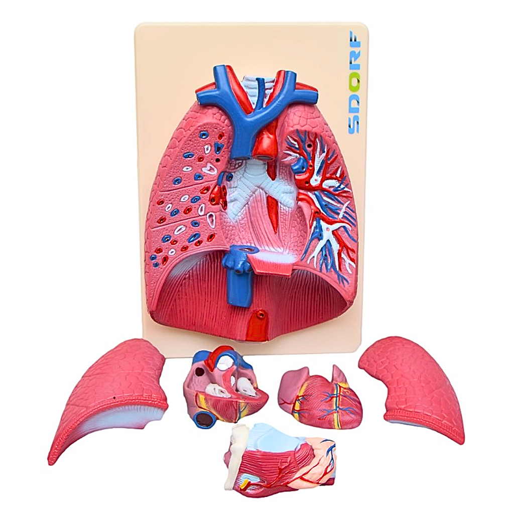 SISTEMA RESPIRATÓRIO EM 7 PARTES - SD5062 - SDORF
