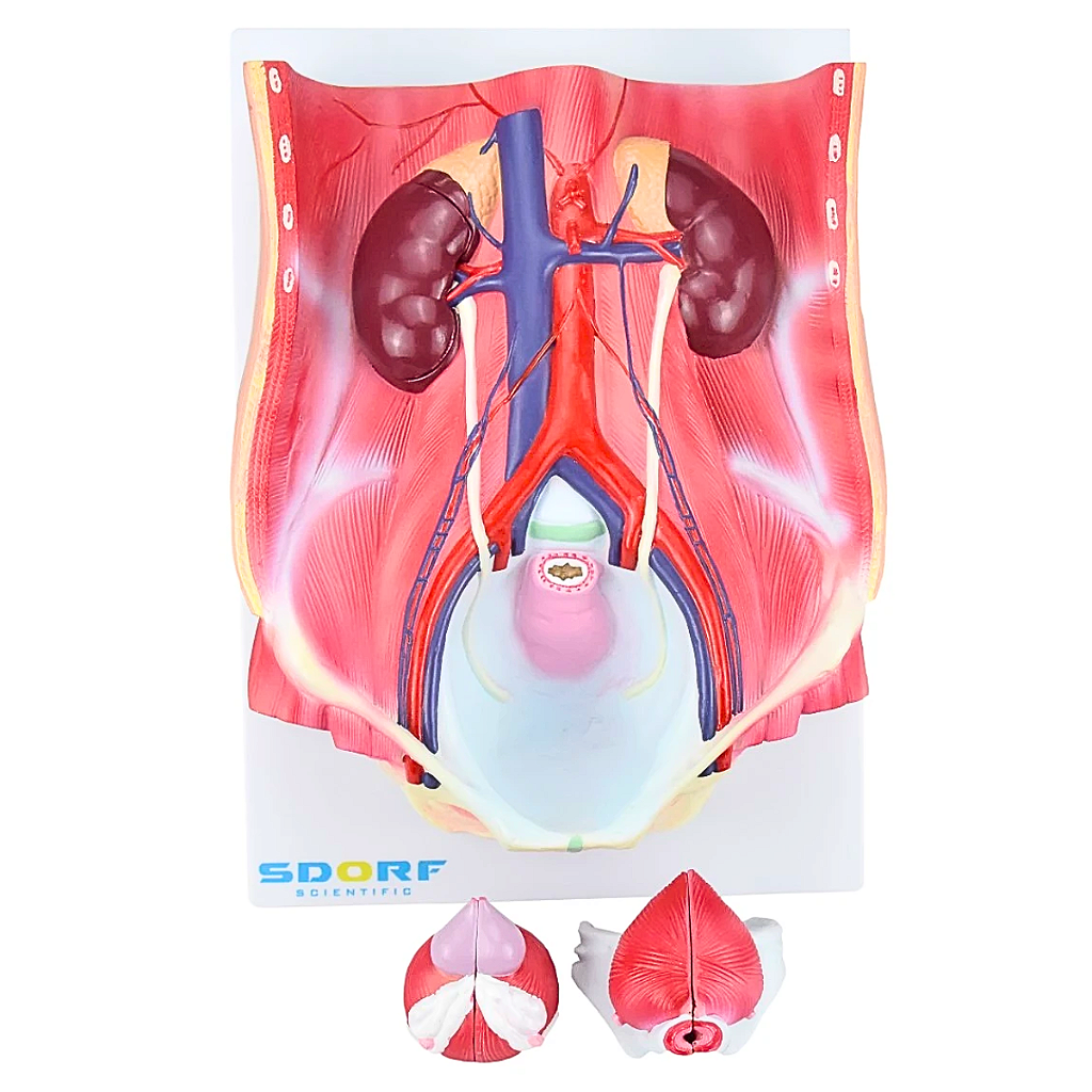 SISTEMA URINÁRIO DUAL SEXO EM 6 PARTES - SD5063 - SDORF