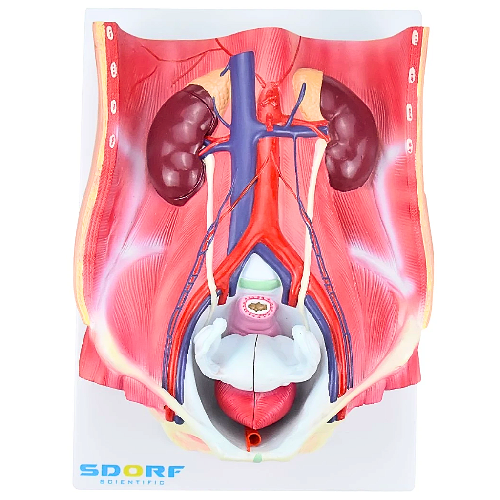 SISTEMA URINÁRIO DUAL SEXO EM 6 PARTES - SD5063 - SDORF