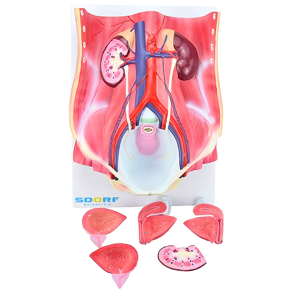SISTEMA URINÁRIO DUAL SEXO EM 6 PARTES - SD5063 - SDORF