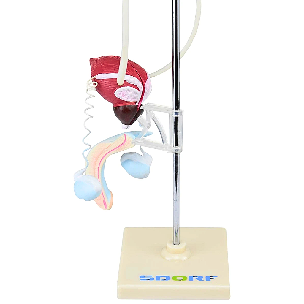 SISTEMA URINÁRIO MASCULINO - SD5064 - SDORF